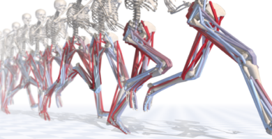 Human Body Structure Running