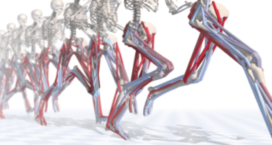 Human Body Structure Running