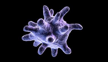 The decline of particularly voracious immune cells called macrophages (model shown above) appears to drive our organs’ decline as we age, Stanford Medicine researchers have found. | Getty Images
